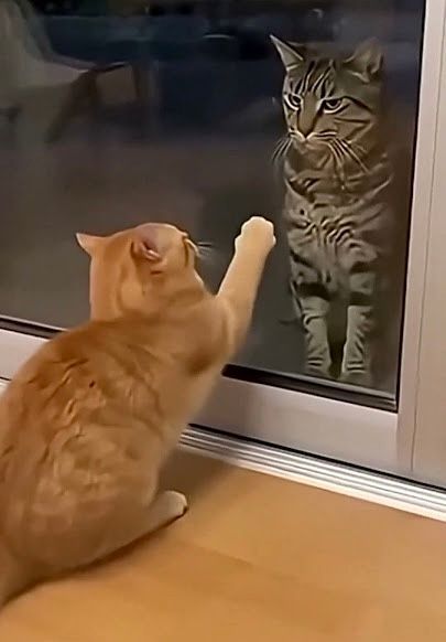 На этом ролике ИИ выдает шерсть рыжего кота: в ней много идеально-гладких кусков, выделяющихся на фоне остального кадра. На реальных видео визуальный шум везде равномерен, в то время как нейросети добавляют его «наобум»